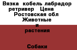 Вязка, кобель лабрадор ретривер › Цена ­ 1 - Ростовская обл. Животные и растения » Собаки   . Ростовская обл.